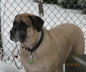 Handsome.in.the.snow