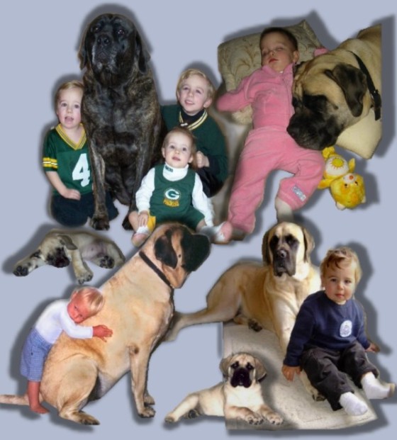 Flying W Farms American Mastiffs