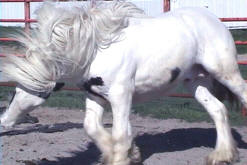 Gypsy Cob Vanner Stallion-Fling W Farms Samson