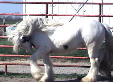 Gypsy Cob Vanner Stallion-Fling W Farms Samson