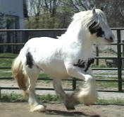 Gypsy Cob Vanner Stallion-Fling W Farms Samson
