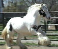 Gypsy Cob Vanner Stallion-Fling W Farms Samson