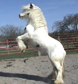 Gypsy Cob Vanner Stallion-Fling W Farms Samson