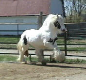Gypsy Cob Vanner Stallion-Fling W Farms Samson