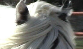 Gypsy Cob Vanner Stallion-Fling W Farms Samson