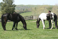 Champion FWF Prince Alexei with FWF Princess Anastasia (Anya).