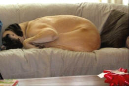 American Mastiff-Abby T-January 2010