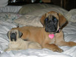 American-Mastiff-Duchess Roxanne