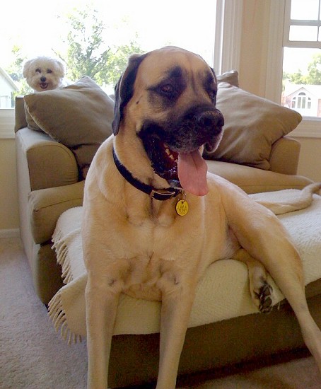 Gus sitting lika human. His friend Lexi in the window
