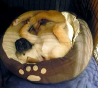 #2 Henry asleep in his baby bed  at 9 weeks 