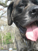 American Mastiff-Tank 2010