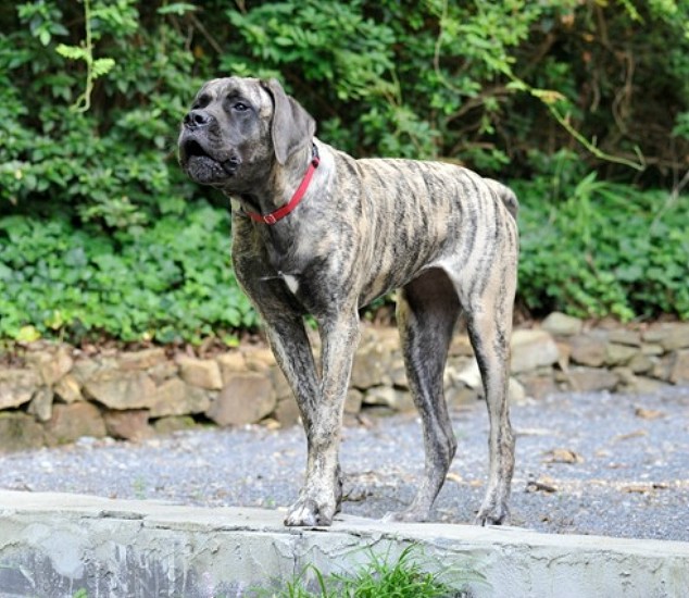 Maddie barking at a deer in the back yard