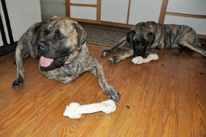 Moss on the left and Maddie on the right