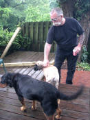 Mini Ha Ha 4 months old