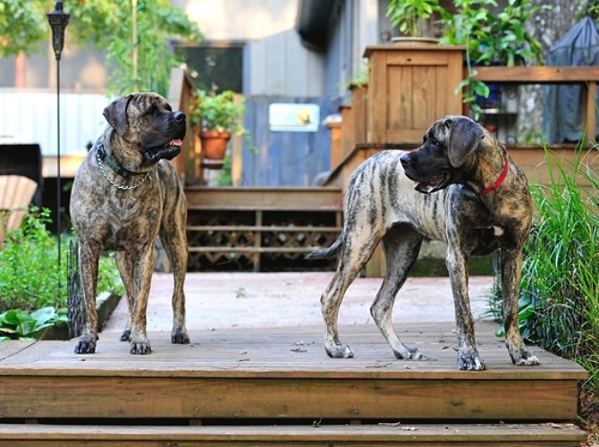 Moss on left & Maddie on right October 2009