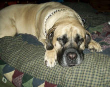 American Mastiff-Sydney